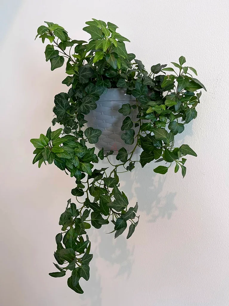 ivy (hedera) - نبات اللبلاب ذو الإناء المعلق63178906739073111