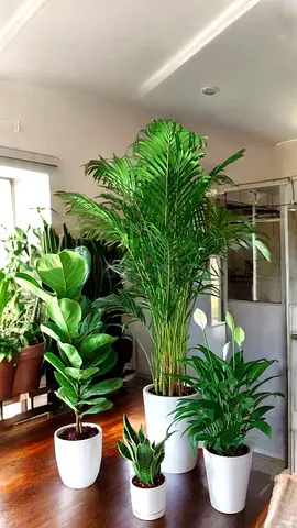 Potted air purifier combo (Indoor Plant)