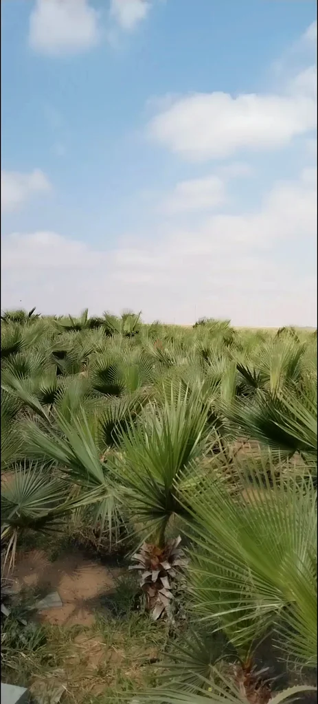 واشنطنية63178906744451111