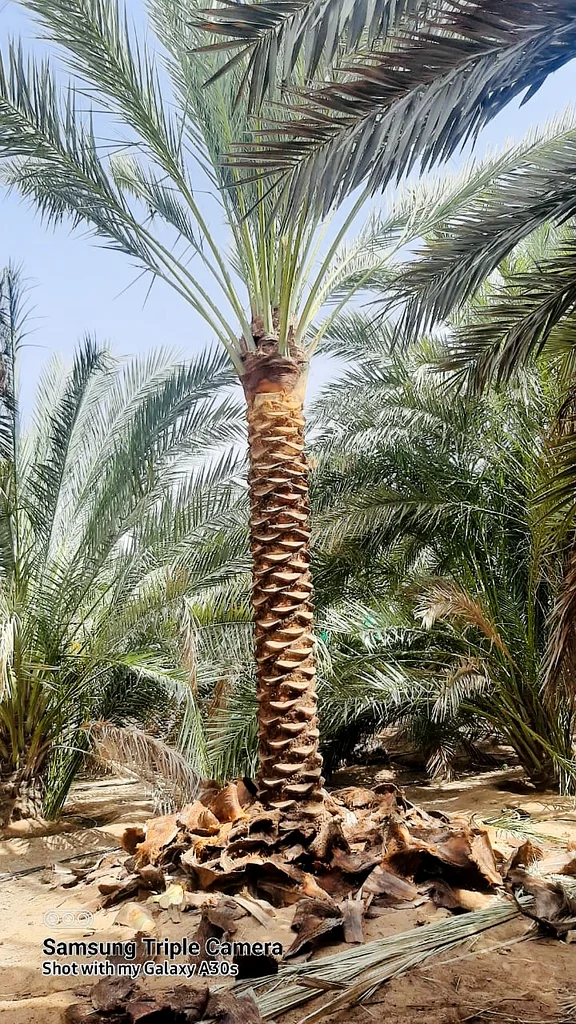 شجرة نخيل للبيع في أبو ظبي ودبي63178906750722111