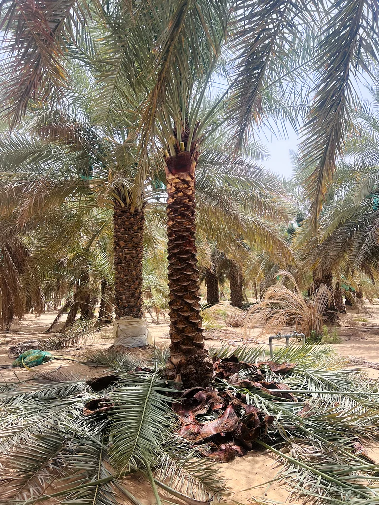 شجرة نخيل للبيع في أبو ظبي ودبي63178906750722112