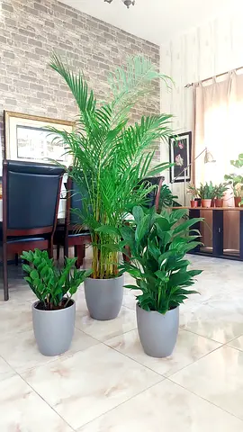 Potted Three indoor plant bundle, Free delivery