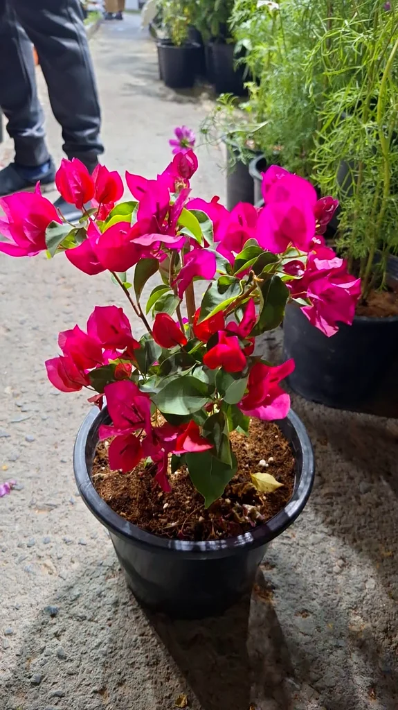 3 بوجانفيليا (أبيض، برتقالي ووردي داكن)63178906780931112