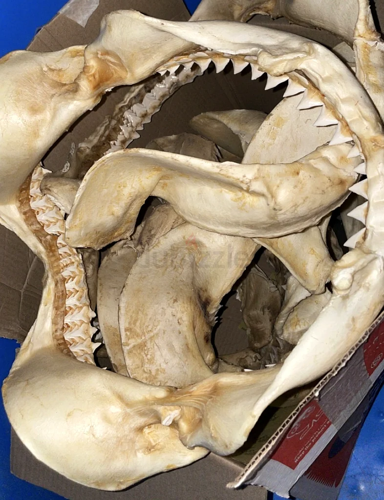 Large-sized shark fin frame.63177131478530113