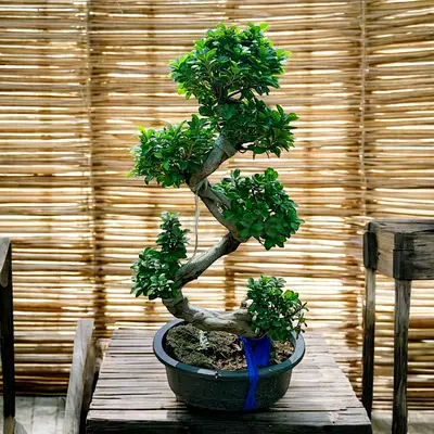 Ficus S Bonsai (Indoor/ outdoor plant)