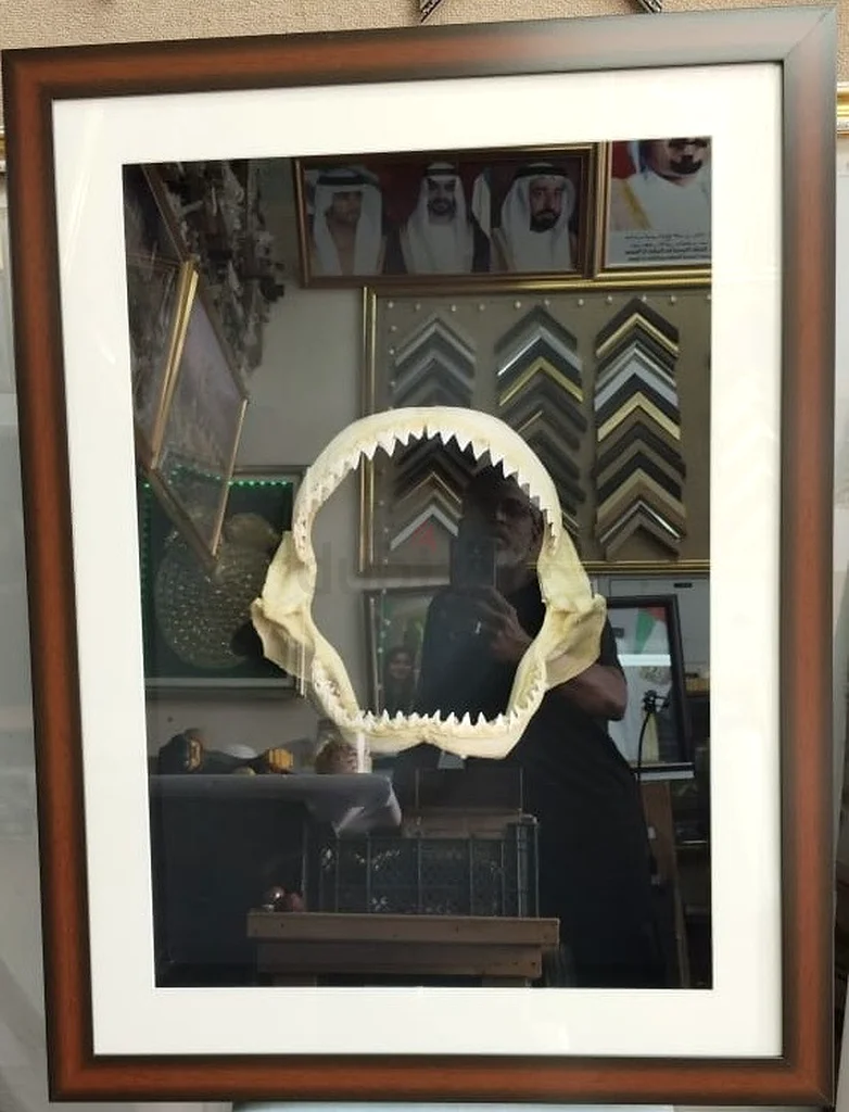 Large-sized shark fin frame.63177131478530112