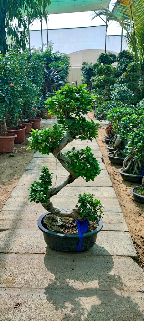 Ficus S Bonsai (Indoor/ outdoor plant)63189122016002111