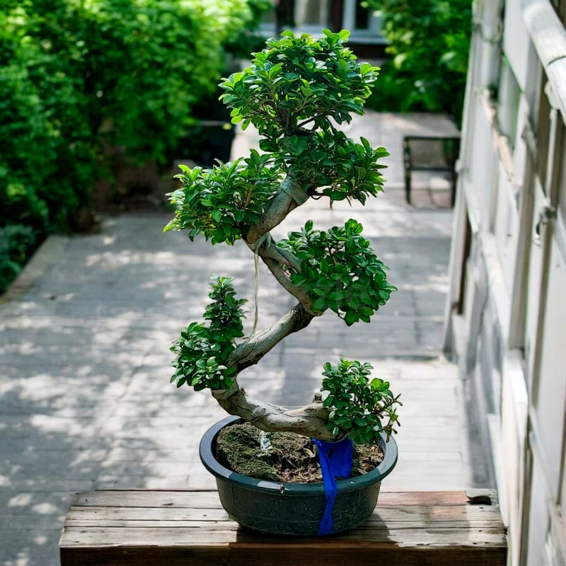 Ficus S Bonsai (Indoor/ outdoor plant)63189122016002112