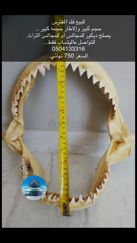 Large-sized shark fin frame.63177131478530111