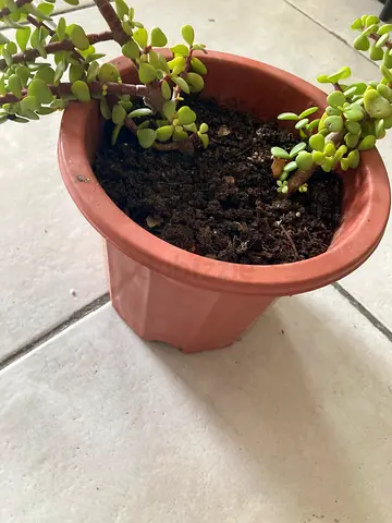 Plant