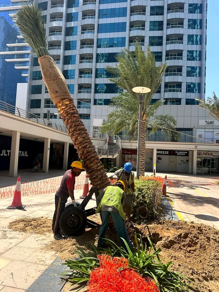 شجرة نخيل للتّباعة في أبو ظبي63178906793217113