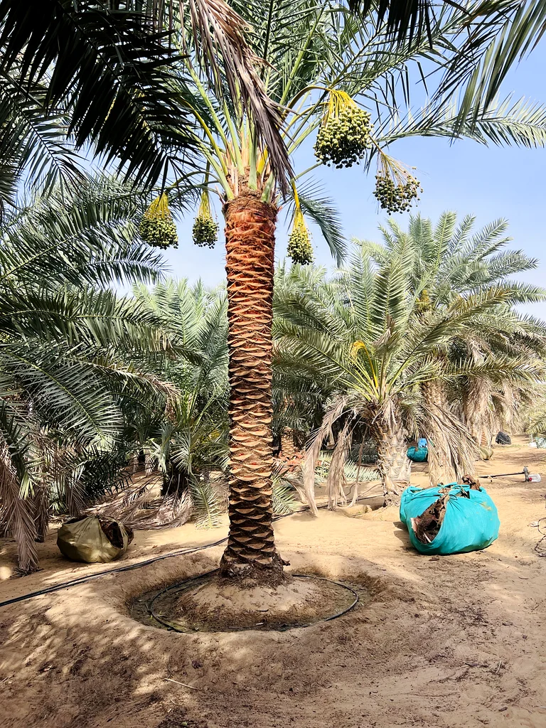 شجرة نخيل للتّباعة في أبو ظبي63178906793217114