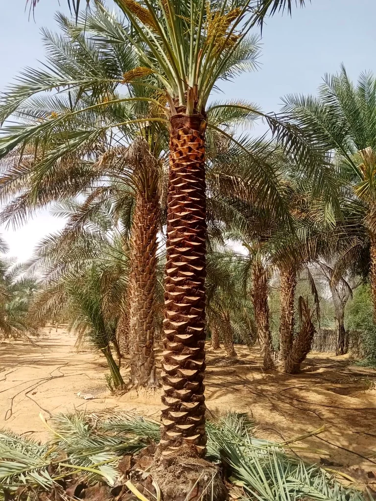شجرة نخيل للتّباعة في أبو ظبي63178906793217111