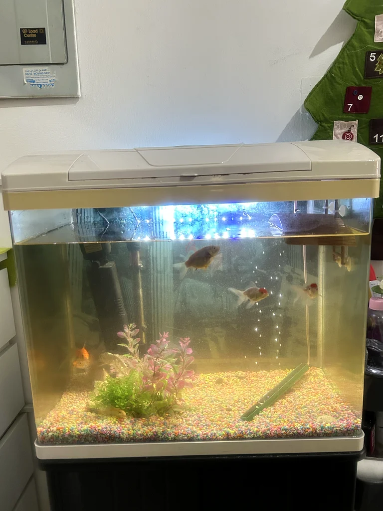 Aquarium and filter63174798153730111