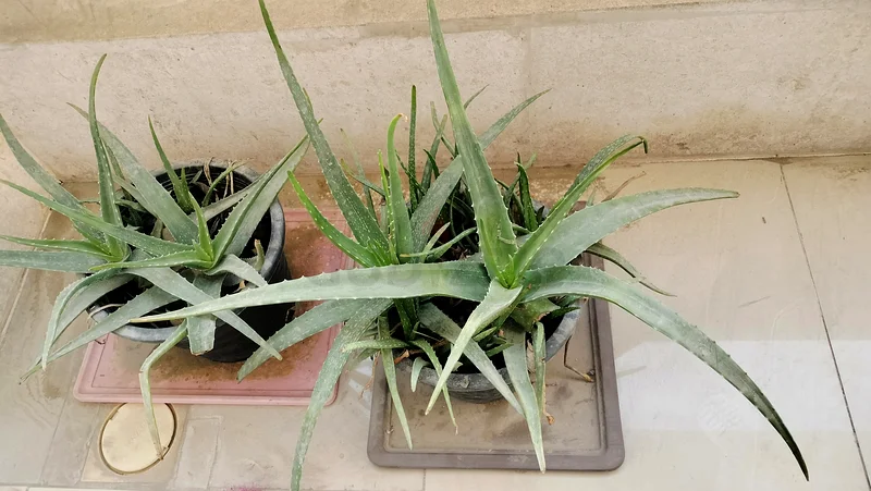 نبات الصبار للبيع63178906810754112