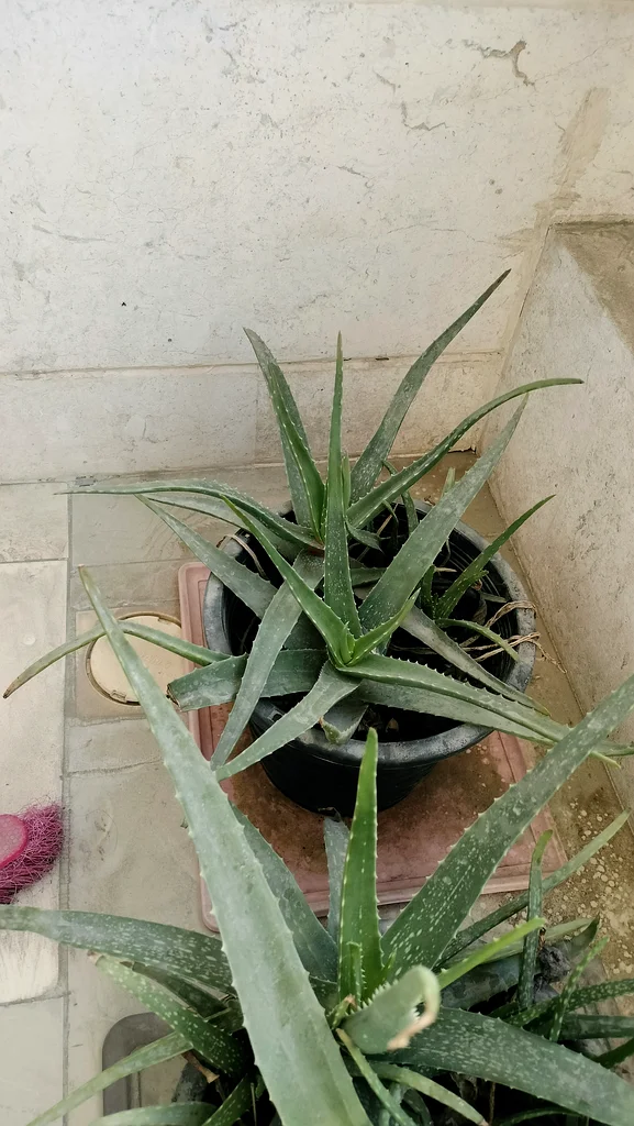 نبات الصبار للبيع63178906810754111