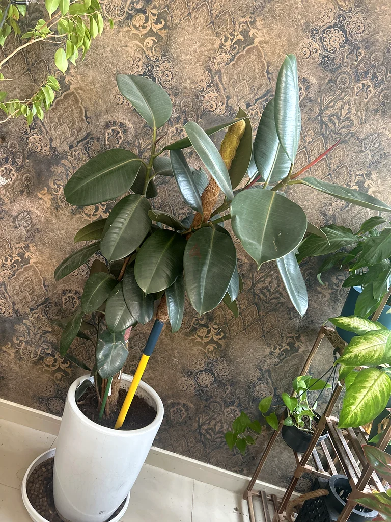 Plants63221861277697111