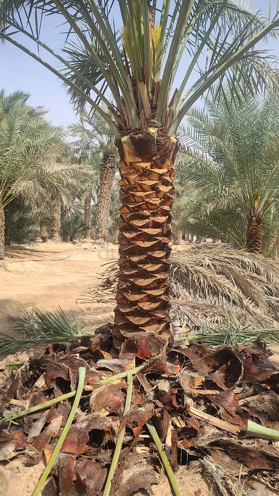 Date palms tree for sale Sarjah63221861271043114