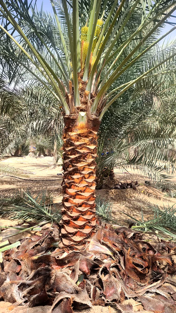 Date palms tree for sale Sarjah63221861271043113