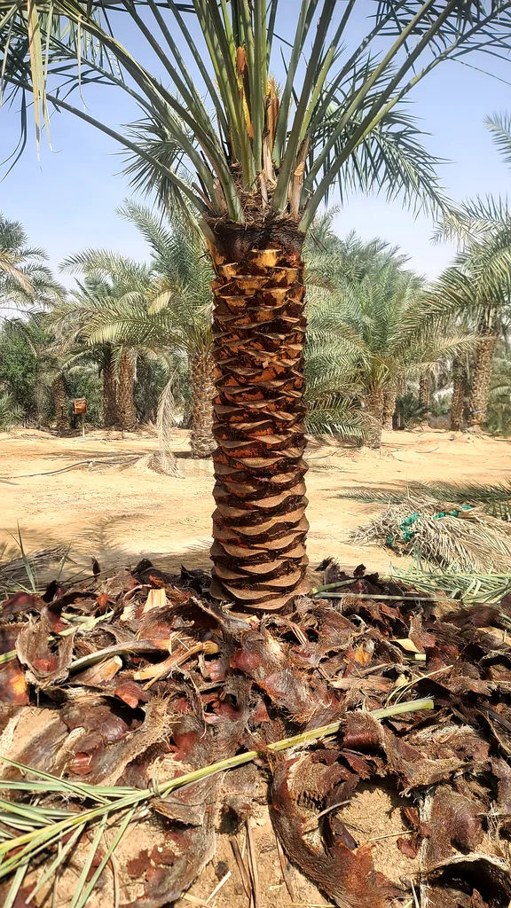 Date palms tree for sale Sarjah63221861271043112