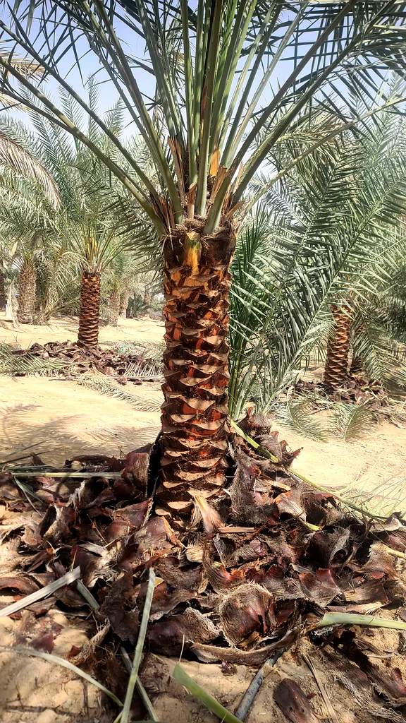 Date palms tree for sale Sarjah63221861271043111