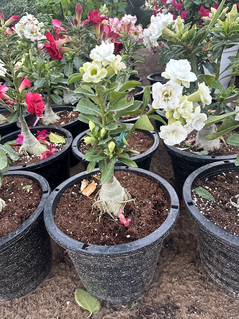 Desert Rose ~ 40/50 cm63189120642563114