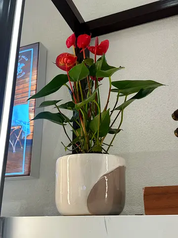 Anthurium Red with Ceramic pot ~ 40/50 cm