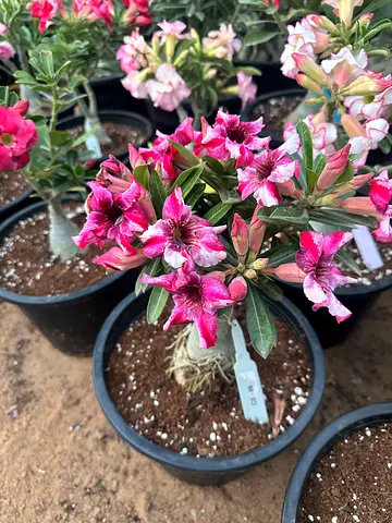 Desert Rose ~ 40/50 cm