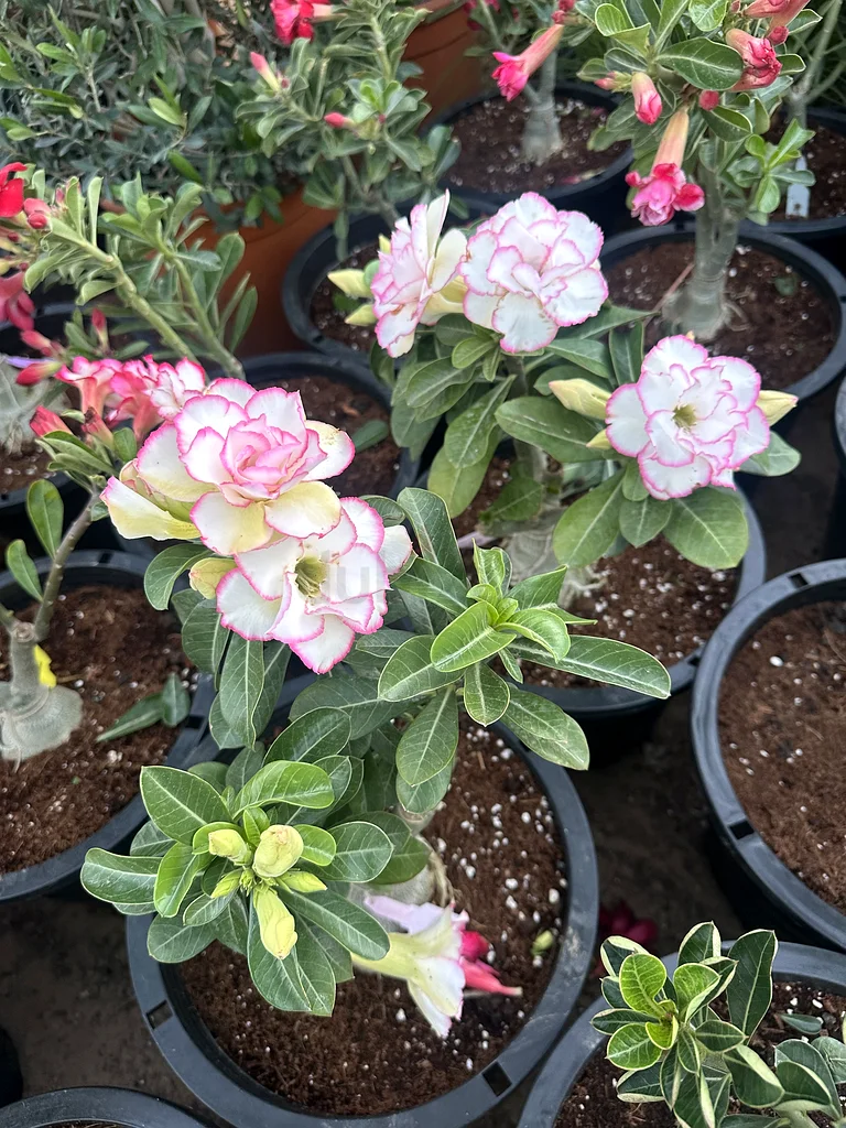 Desert Rose ~ 40/50 cm63189120642563111