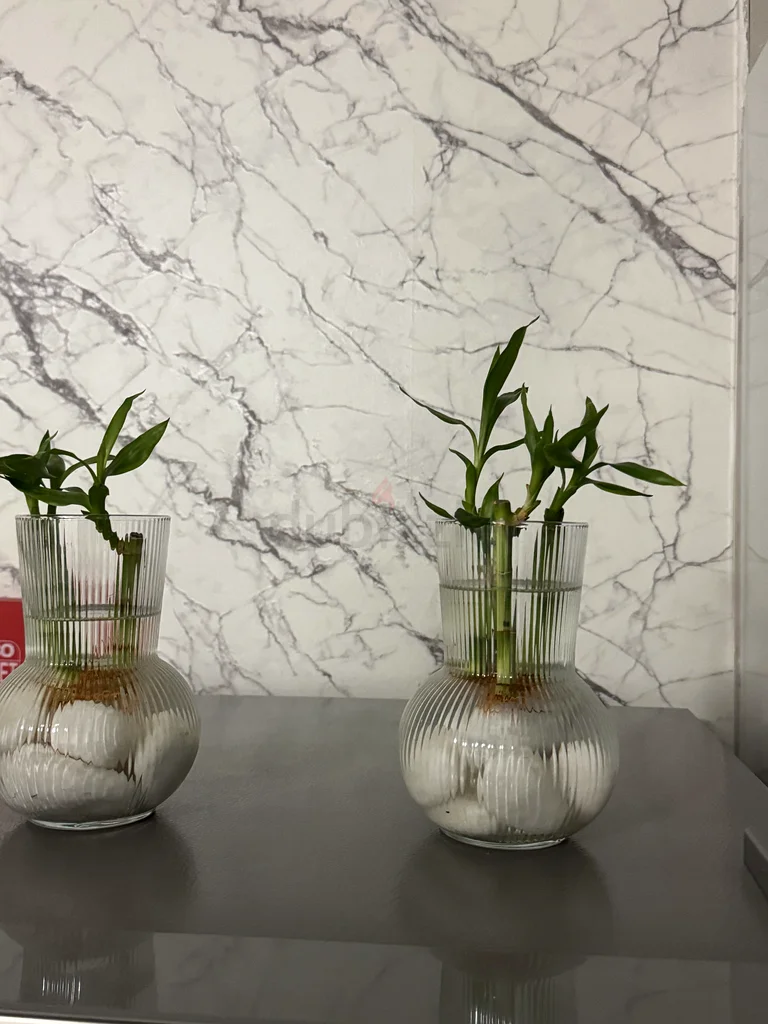Indoor plants63221861284995111