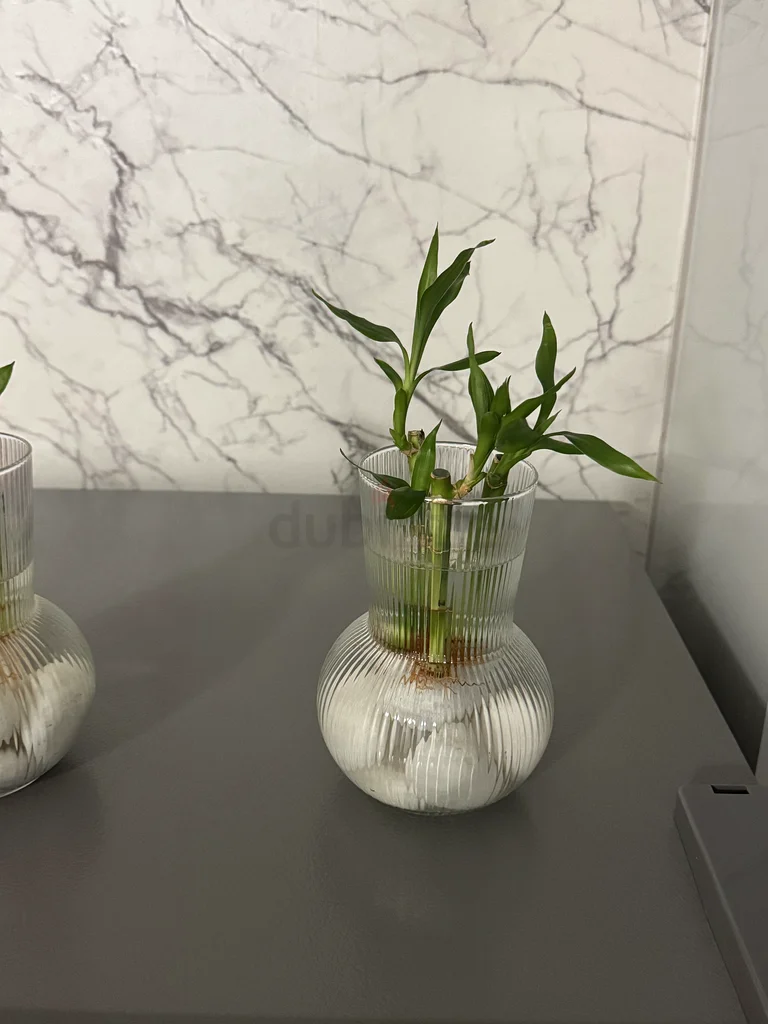 Indoor plants63221861284995112