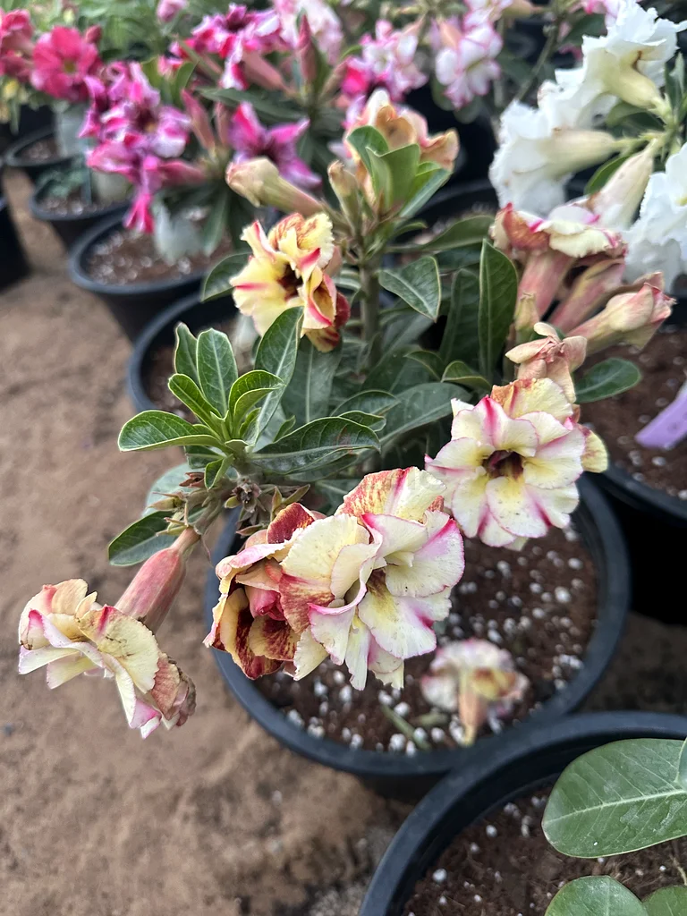 Desert Rose ~ 40/50 cm63189120642563112