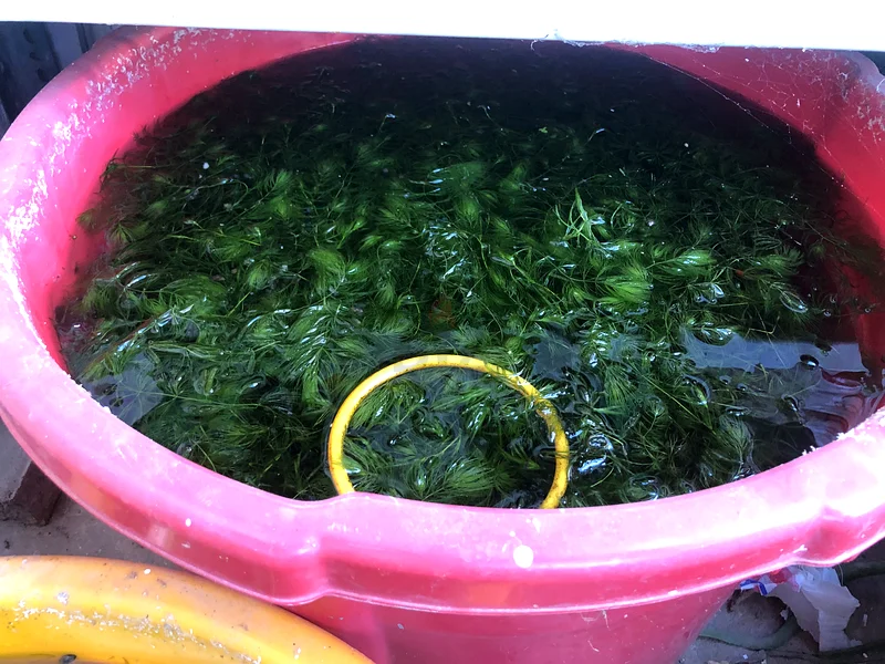 Aquarium plants with big pot for sale ARD15063174798200578111