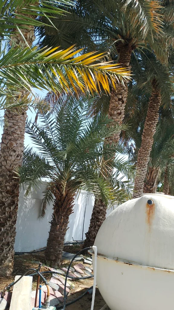 نخل طويل للبيع632203256183061118
