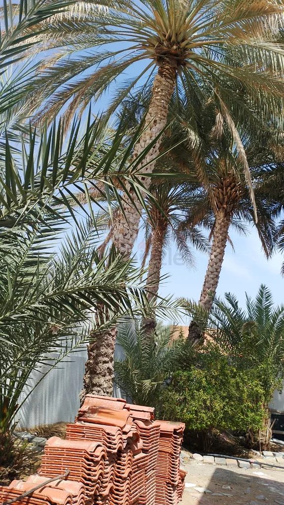 نخل طويل للبيع63178906874625111