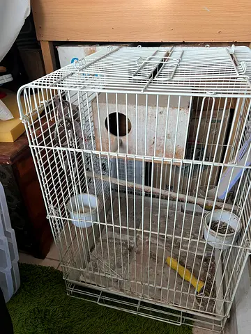 Birds cage