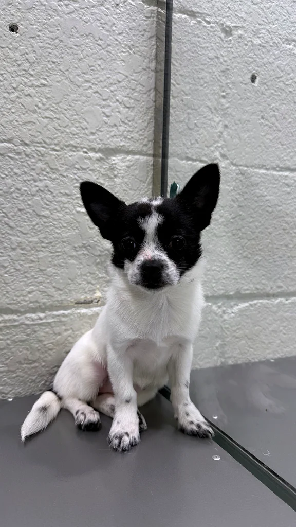 A very cute female Chihuahua, high-class63232163871873115