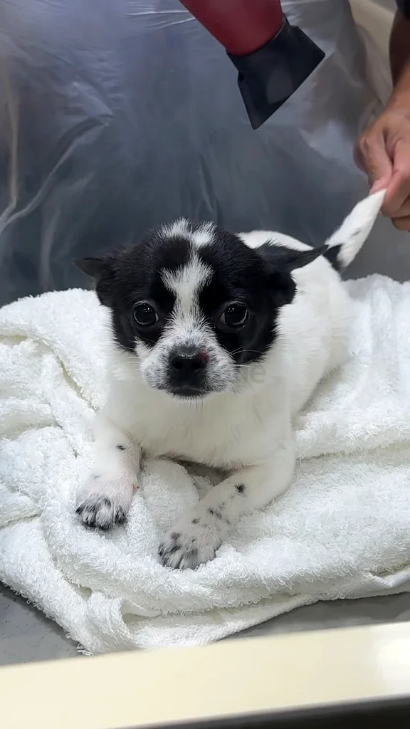 A very cute female Chihuahua, high-class63232163871873112