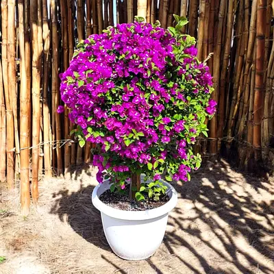 Large Bougainvillea Purple One-Head (Outdoor plant)