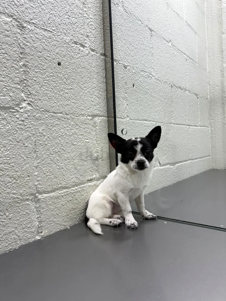 A very cute female Chihuahua, high-class63232163871873111