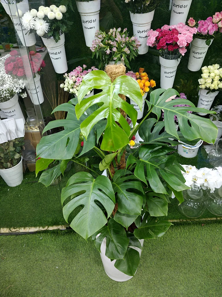 Stunning Indoor Faux Monstera Plant in Elegant Pot63219824359555112