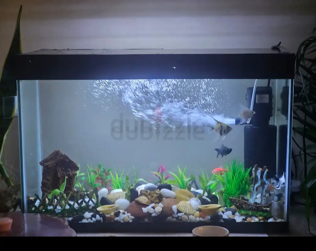 حوض أسماك 60 × 40