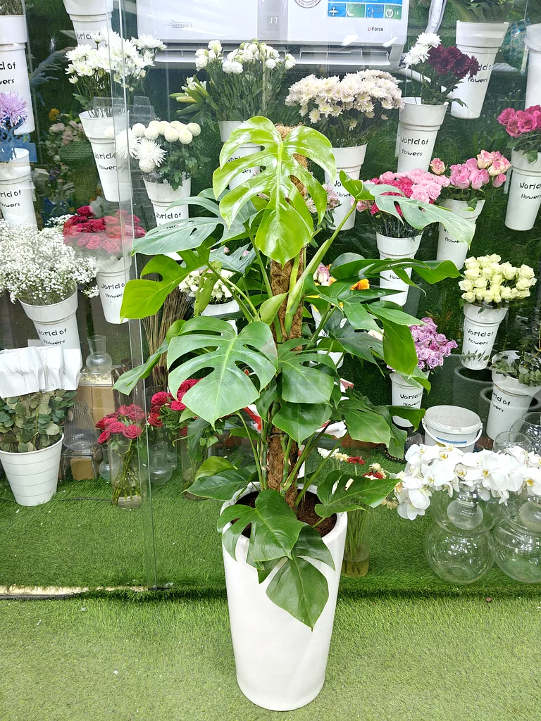 Stunning Indoor Faux Monstera Plant in Elegant Pot63219824359555111