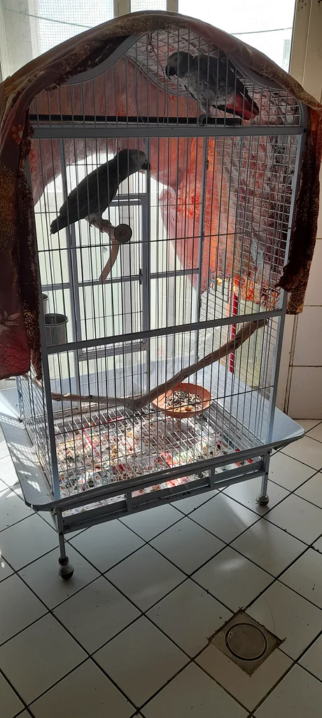 Charming Grey African Talking Parrot Looking for a New Home!63205893501954112