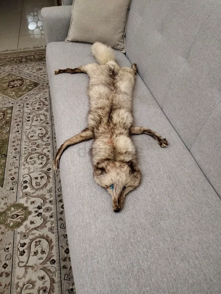 Decoration63209834087810111