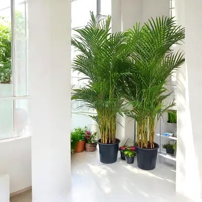 Two Areca palm offer (Indoor Plant)