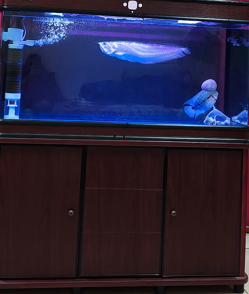 Fish tank 1mtr size full setup