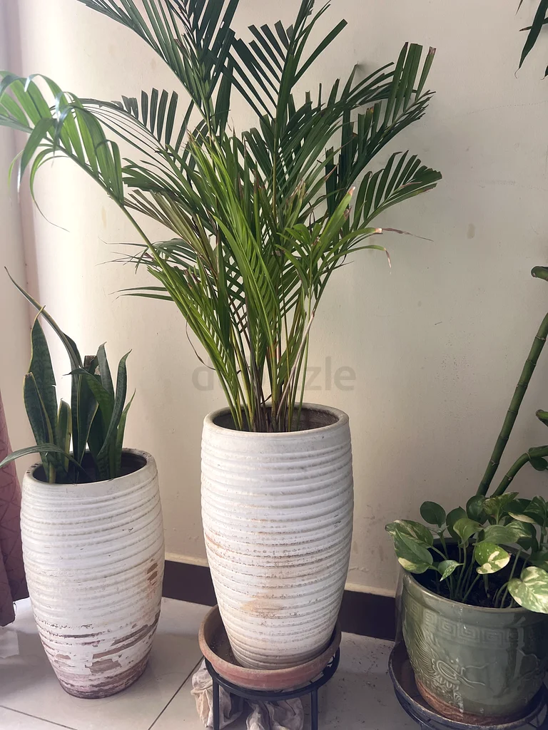 Plant Pots63220321286274113