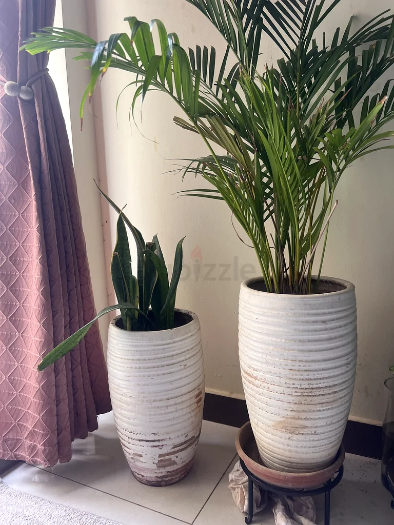 Plant Pots63220321286274112