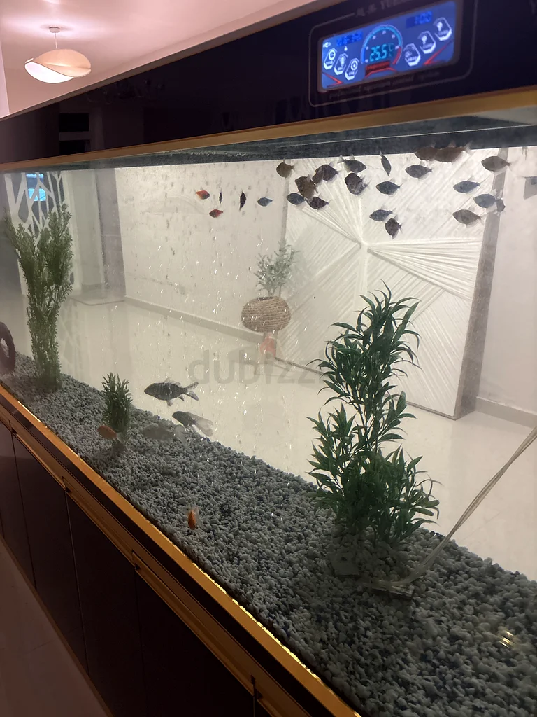 Abu Dhabi, Al Shalilah63232648682497111
